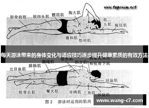 每天游泳带来的身体变化与适应技巧逐步提升健康素质的有效方法